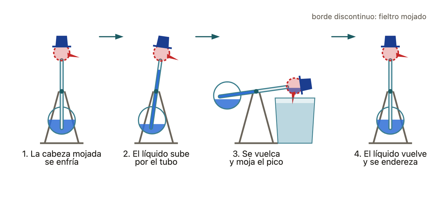 Los cuatro pasos de cada sorbo. Con la cabeza mojada y fría, el líquido sube por el tubo; el pájaro se vuelca y moja el pico; el líquido vuelve al cuerpo y el pájaro se endereza. Esquema, no a escala.