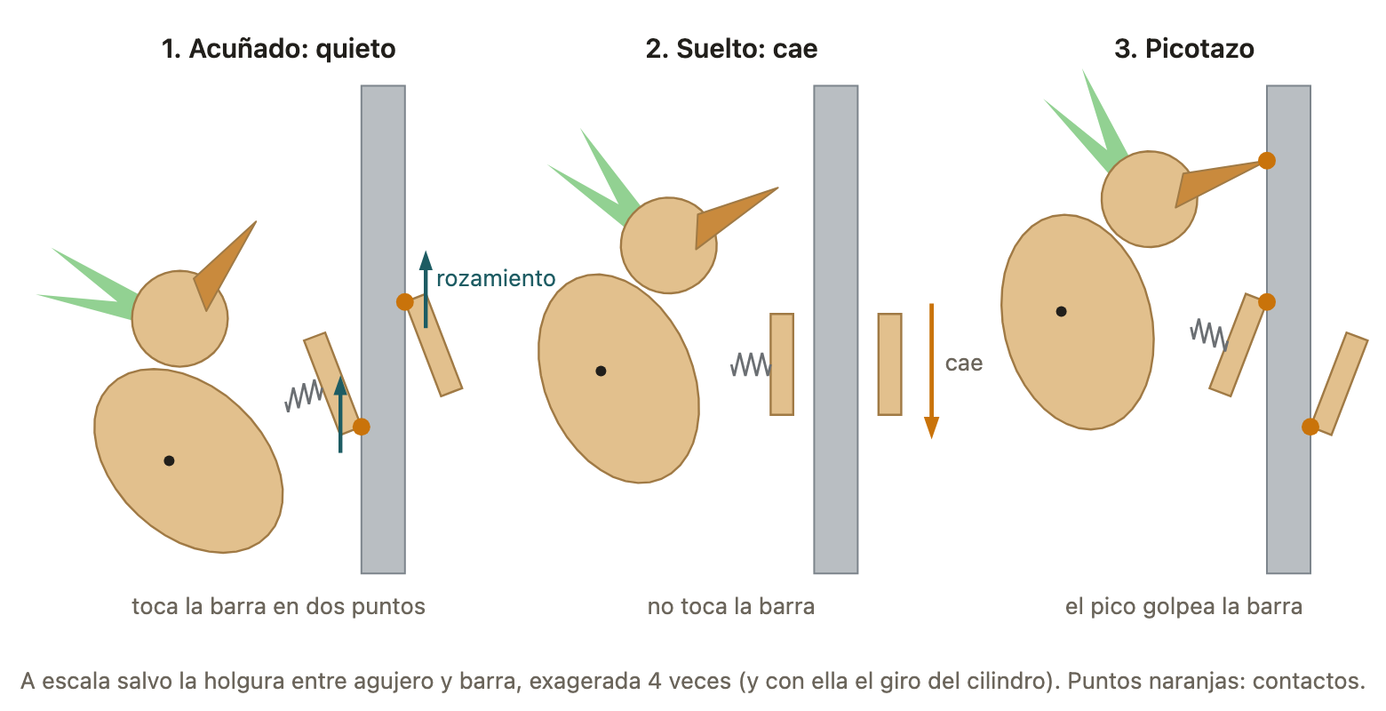 Tres momentos de cada ciclo: acuñado y quieto, suelto y cayendo, y el picotazo con el cilindro trabado al otro lado. La holgura y el giro del cilindro están exagerados cuatro veces.